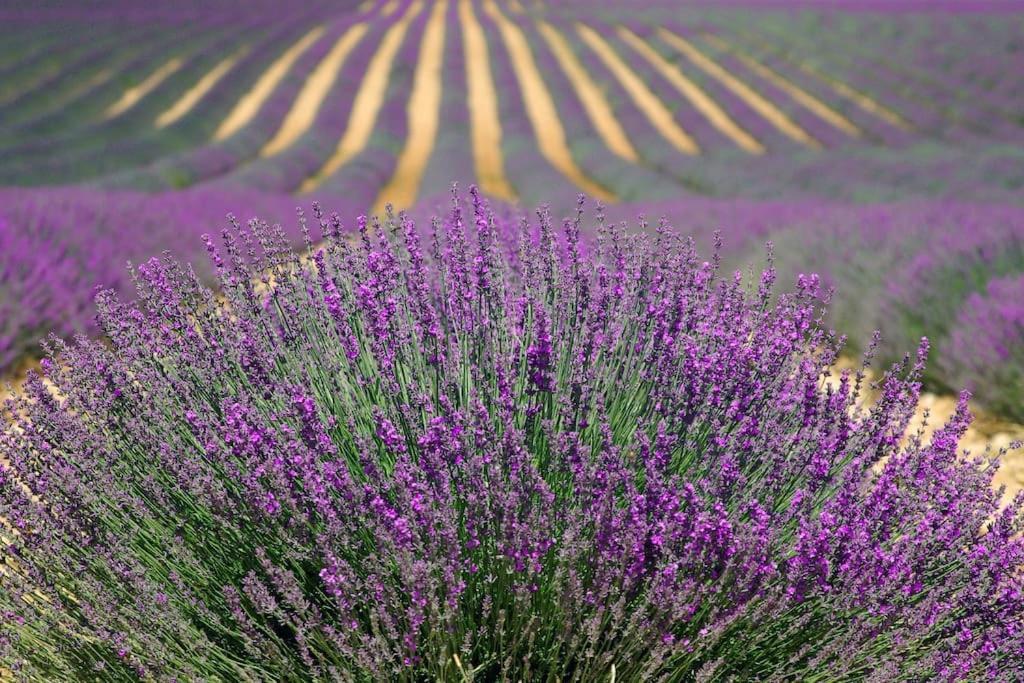 Impression Du Sud Gite 1 Saint-Rémy-de-Provence Exteriér fotografie